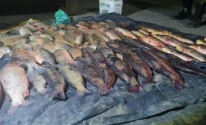 Homem é preso transportando 53 quilos de pescado irregular em Santo Antônio do Leverger (Crédito: Reprodução)
