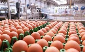 Ovos: Demanda se aquece, e preços voltam a subir (Crédito: Reprodução)
