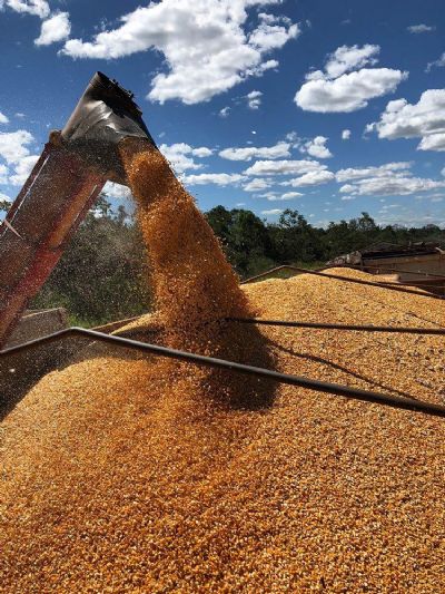Confira o mercado do milho para Mato Grosso
