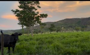Justi�a nega ingresso de associa��o e mant�m desocupa��o parcial da Terra Ind�gena Urubu Branco em Confresa (MT) (Cr&eacute;dito: Banco de imagens)