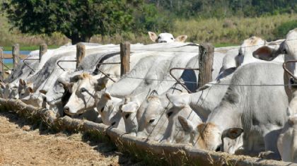 Arroba do boi gordo inicia setembro em patamar elevado impulsionada pela escassez de f�meas e apetite exportador (Cr&eacute;dito: Reprodu��o)