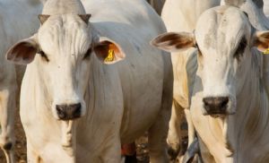 S�o Paulo sustenta topo da arroba at� R$ 390, enquanto Par� e Paran� sobem com resist�ncia de pecuaristas e escassez de animais (Cr&eacute;dito: Banco de imagens)