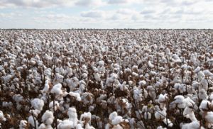Fibra de Ouro: Algod�o Brasileiro Conquista Mercados Globais com Foco em Sustentabilidade e Rastreabilidade (Cr&eacute;dito: Banco de imagens)