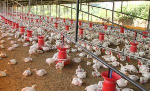Exporta��es e mercado interno mant�m perspectivas positivas para o setor de aves (Cr&eacute;dito: Banco de imagens)