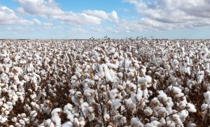 Algod�o atinge menor paridade desde 2020 e acende alerta no setor (Cr&eacute;dito: Banco de imagens)