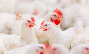 Exporta��es de aves devem crescer 0,63% em novembro (Cr&eacute;dito: Banco de imagens)