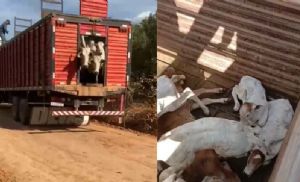 ICMBio retoma apreens�o de gado na Terra do Meio e a��o gera rea��o de produtores rurais (Cr&eacute;dito: Banco de imagens)