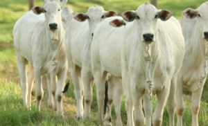 Boi Gordo: Exporta��es de Carne In Natura Mant�m Ritmo Aquecido (Cr&eacute;dito: Banco de imagens)