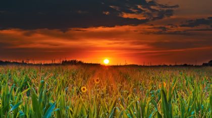 Milho reage na B3 e descola do cen�rio externo (Cr&eacute;dito: Banco de imagens)