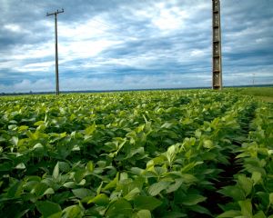 Soja oscila no Brasil com entraves log�sticos e influ�ncia externa (Cr&eacute;dito: Reprodu��o)