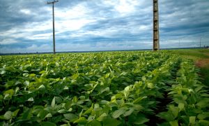 Soja inicia abril com mercado travado e press�o log�stica (Cr&eacute;dito: Reprodu��o)