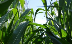 Milho recua no f�sico com avan�o da colheita, mas mant�m suporte em outras regi�es (Cr&eacute;dito: Reprodu��o)