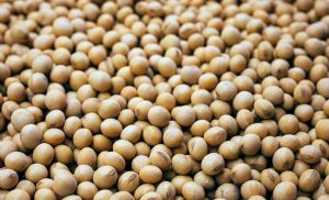 �leo de soja impulsiona altas em Chicago e sustenta valoriza��o do gr�o (Cr&eacute;dito: Reprodu��o)