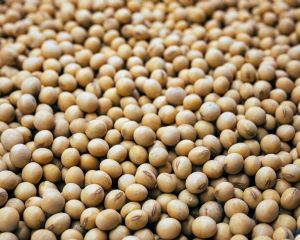 Soja avan�a em Chicago com surpresa na �rea dos EUA (Cr&eacute;dito: Reprodu��o)