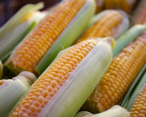 Milho pode surpreender e redefinir trajet�ria dos pre�os (Cr&eacute;dito: Reprodu��o)