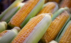 Milho avan�a na bolsa, mas mercado f�sico segue travado no Brasil (Cr&eacute;dito: Reprodu��o)