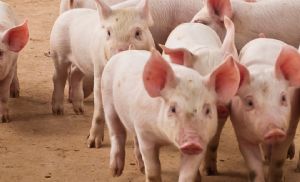 Exporta��es de carne su�na devem fechar novembro com queda de 5,28% (Cr&eacute;dito: Banco de imagens)