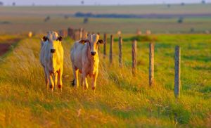 Carne bovina mant�m pre�os firmes em mar�o, mesmo com press�o de concorrentes (Cr&eacute;dito: Banco de imagens)