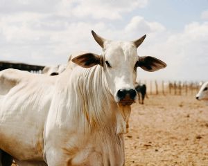 Alta do boi gordo melhora rela��o de troca e anima pecuarista (Cr&eacute;dito: Reprodu��o)