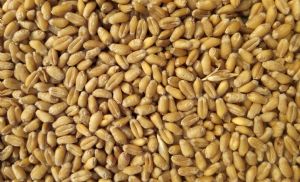 Pre�os resistem, mas mercado de trigo perde for�a no Sul (Cr&eacute;dito: Reprodu��o)