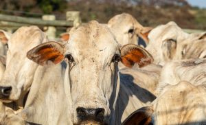 Oferta elevada alonga escalas e pressiona arroba do boi em MT (Cr&eacute;dito: Banco de imagens)