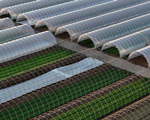 Bioinsumos avan�am e ganham protagonismo no agro brasileiro (Cr&eacute;dito: Reprodu��o)