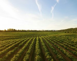 Safras sob risco e custos disparam no agro global (Cr&eacute;dito: Reprodu��o)