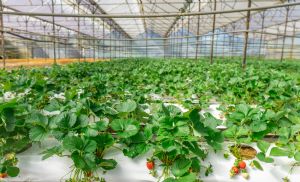 Nova t�cnica brasileira faz soja crescer mais r�pido (Cr&eacute;dito: Reprodu��o)