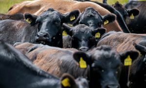 Boi/Cepea: Macho amplia vantagem sobre vaca e mercado refor�a diferen�a de pre�os (Cr&eacute;dito: Reprodu��o)