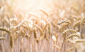 Menor produ��o em seis anos sustenta pre�os do trigo no Brasil (Cr&eacute;dito: Reprodu��o)