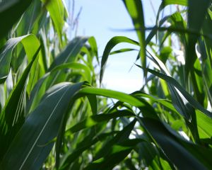 Press�o global recai sobre fertilizantes e acende alerta para produ��o de alimentos (Cr&eacute;dito: Reprodu��o)