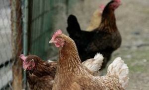 Equil�brio intestinal ajuda a manter o desempenho das aves e reduz a necessidade de antimicrobianos (Cr&eacute;dito: Reprodu��o)