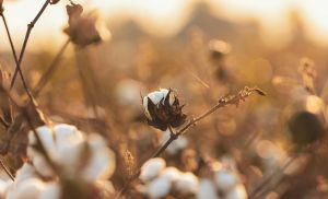 Algod�o ganha for�a com demanda externa aquecida (Cr&eacute;dito: Reprodu��o)