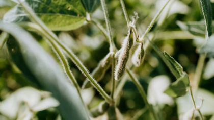 Soja caminha de lado em Chicago nesta 5� feira, enquanto farelo sobe e �leo volta a cair (Cr&eacute;dito: Reprodu��o)