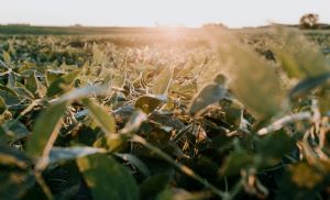 Soja oscila em Chicago e mercado brasileiro trava com custos log�sticos (Cr&eacute;dito: Reprodu��o)