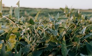 Farelo dispara em Chicago e sustenta pre�os da soja nesta sexta-feira (Cr&eacute;dito: Reprodu��o)