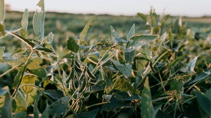 Soja recua em Chicago com realiza��o de lucros, enquanto �leo limita perdas (Cr&eacute;dito: Reprodu��o)