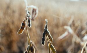 C�mbio e safra recorde pressionam pre�os da soja no Brasil (Cr&eacute;dito: Reprodu��o)