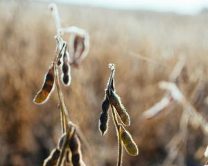 Soja sobe com cautela em meio a ajustes e avan�o da colheita (Cr&eacute;dito: Reprodu��o)