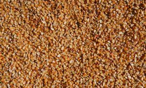 Milho pode cair mais no Brasil com press�o da safra e oferta global elevada (Cr&eacute;dito: Reprodu��o)