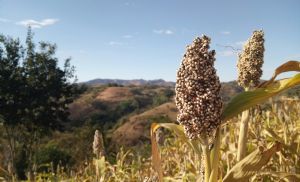 Sorgo avan�a no Brasil e manejo biol�gico ganha protagonismo no campo (Cr&eacute;dito: Reprodu��o)