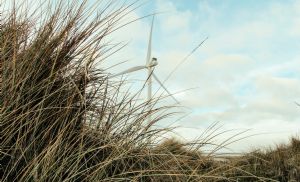 Pesquisa da Embrapa aposta em planta para recuperar solos (Cr&eacute;dito: Reprodu��o)