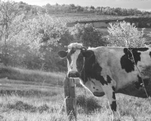 Pecu�ria mant�m firmeza com demanda externa e oferta controlada (Cr&eacute;dito: Reprodu��o)