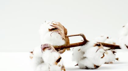 Algod�o ganha for�a com demanda externa e mercado firme (Cr&eacute;dito: Reprodu��o)
