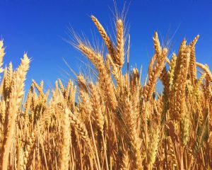 Mercado de trigo segue com oferta ajustada e pre�os firmes no Sul (Cr&eacute;dito: Reprodu��o)