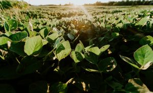 Movimento dos fundos derruba soja e derivados (Cr&eacute;dito: Reprodu��o)