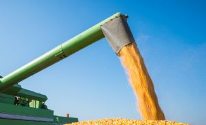 Custo do milho sobe e chega a R$ 6.706,92/ha na safra 25/26 (Cr&eacute;dito: Banco de imagens)