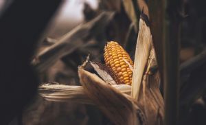 Milho reage na bolsa com apoio do clima, mas mercado f�sico segue travado (Cr&eacute;dito: Reprodu��o)