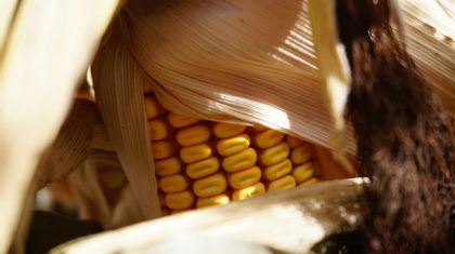 Milho enfrenta press�o clim�tica e acende alerta para a safrinha (Cr&eacute;dito: Reprodu��o)