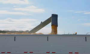 Trigo emperra e custo do frete dispara alerta no Sul (Cr&eacute;dito: Reprodu��o)